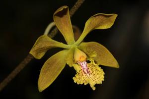 Encyclia ambigua