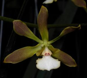 Encyclia argentinensis