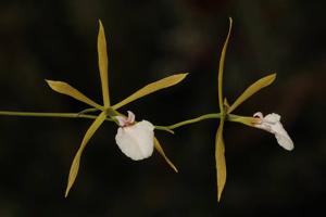 Encyclia bractescens