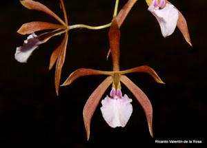 Encyclia bractescens