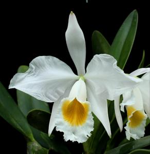 Cattleya wallisii