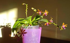 Phalaenopsis bastianii