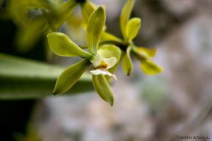 Encyclia ceratistes