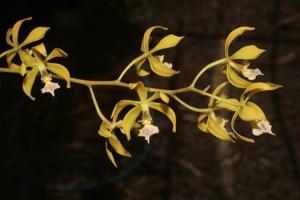 Encyclia ceratistes