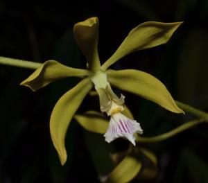 Encyclia ceratistes