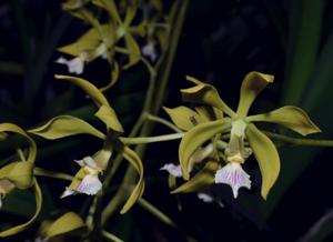 Encyclia ceratistes