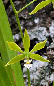 Encyclia ceratistes