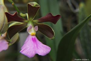 Encyclia cordigera