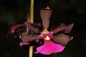 Encyclia cordigera