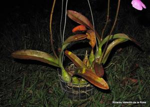 Encyclia cordigera