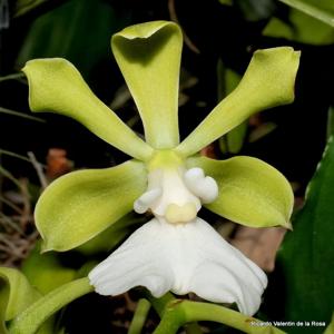 Encyclia cordigera