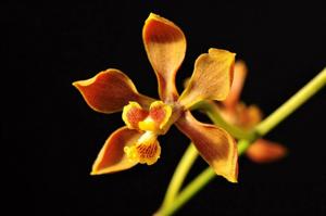 Encyclia diota