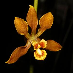 Encyclia diota