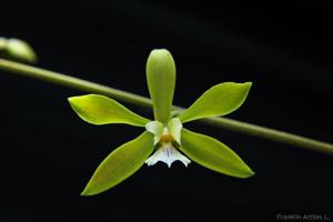 Encyclia diurna