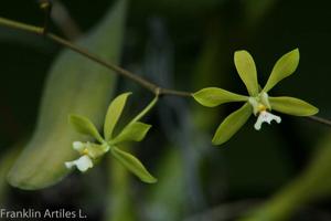 Encyclia diurna