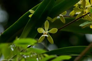 Encyclia diurna