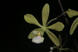 Encyclia diurna