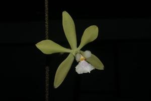 Encyclia diurna