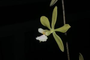 Encyclia diurna