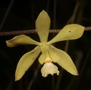 Encyclia diurna