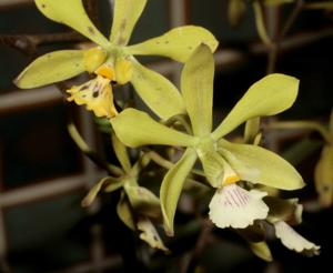 Encyclia diurna