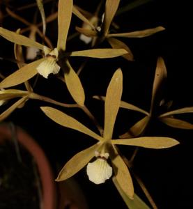 Encyclia patens var. patens