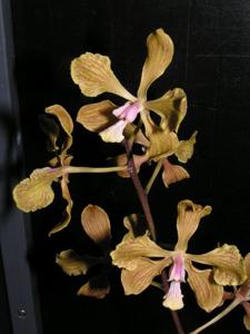 Encyclia fowliei