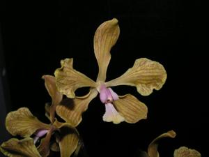 Encyclia fowliei