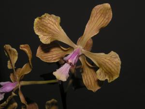 Encyclia fowliei