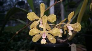 Encyclia fowliei