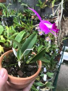 Cattleya sincorana