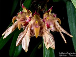 Bulbophyllum bicolor