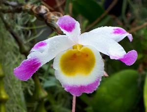 Dendrobium pendulum