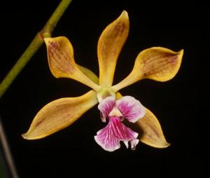 Encyclia replicata