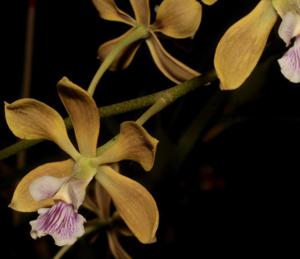 Encyclia replicata