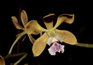 Encyclia replicata