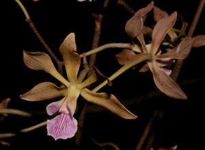 Encyclia replicata