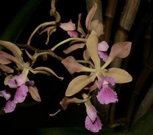 Encyclia replicata