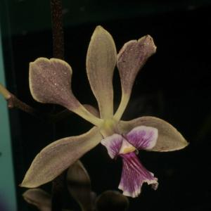 Encyclia replicata