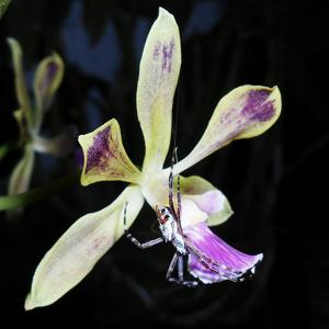 Encyclia replicata