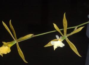 Encyclia nematocaulon