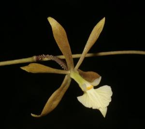 Encyclia nematocaulon