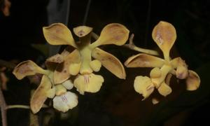 Encyclia oncidioides