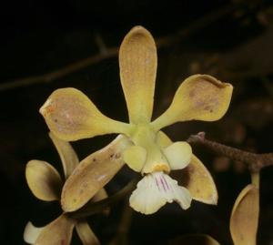 Encyclia oncidioides