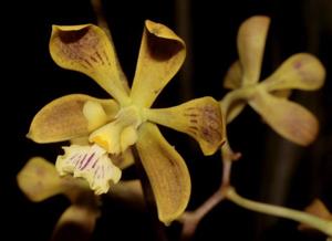 Encyclia oncidioides