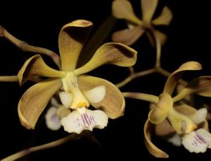 Encyclia oncidioides