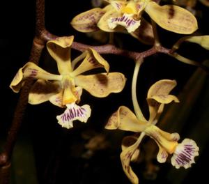 Encyclia oncidioides