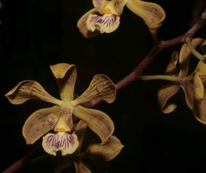 Encyclia oncidioides