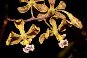 Encyclia oncidioides