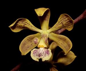 Encyclia oncidioides